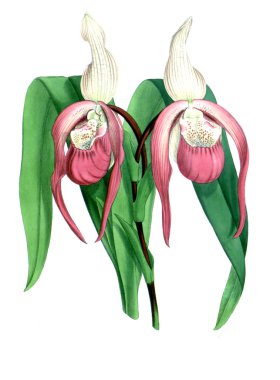 Orkide çiçek beyaz arka plan