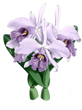 Orkide çiçek beyaz arka plan