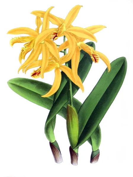 Orkide çiçek beyaz arka plan