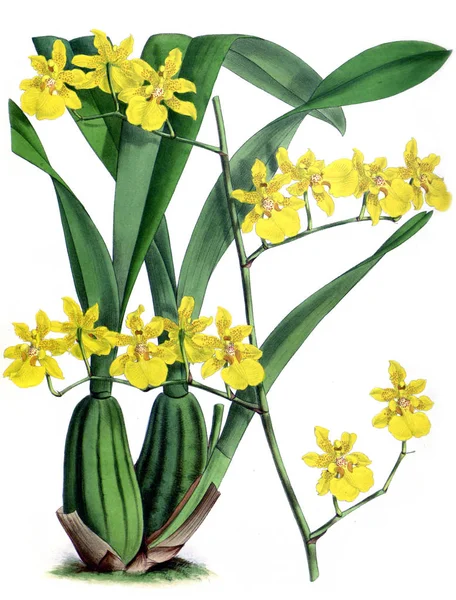 Orkide çiçek beyaz arka plan