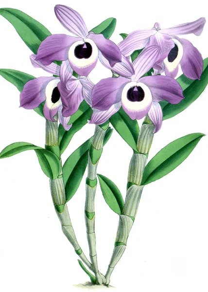 Orkide çiçek beyaz arka plan