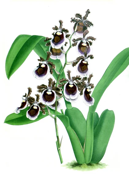 Orkide çiçek beyaz arka plan