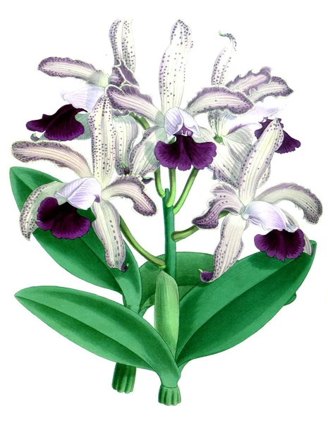 Orkide çiçek beyaz arka plan