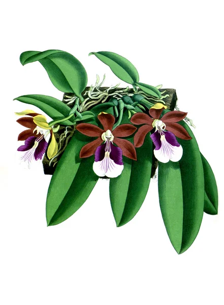 Orkide çiçek beyaz arka plan