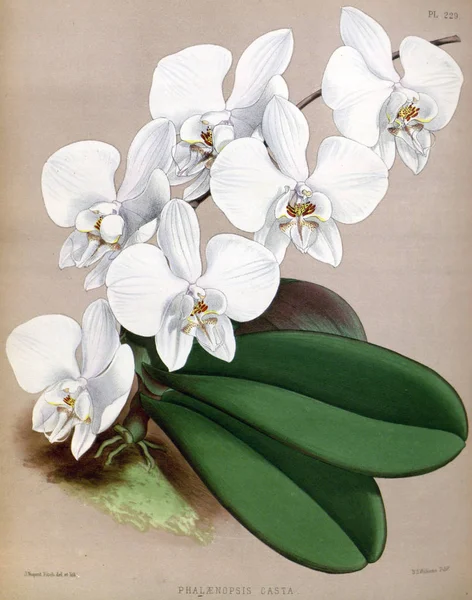 Fondo Bianco Del Fiore Del Orchid — Foto Stock