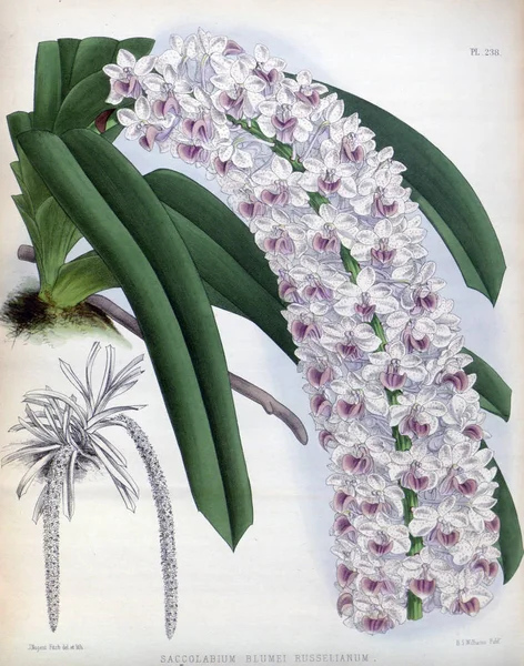 Fondo Bianco Del Fiore Del Orchid — Foto Stock