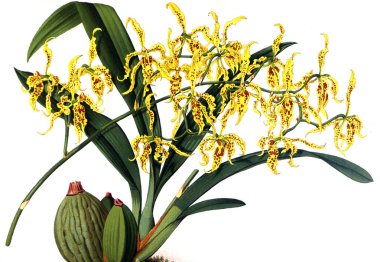 Orkide çiçek beyaz arka plan