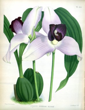 Orkide çiçek beyaz arka plan