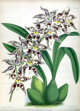 Orkide çiçek beyaz arka plan