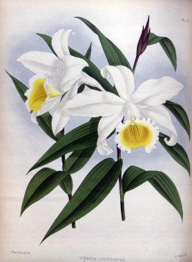 Orkide çiçek beyaz arka plan