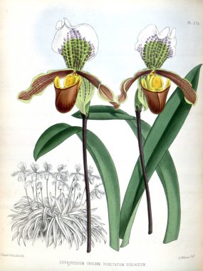 Orkide çiçek beyaz arka plan