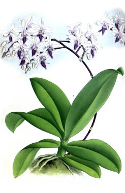 Orkide çiçek beyaz arka plan