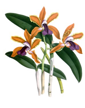 Orkide çiçek beyaz arka plan