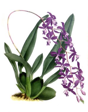 Orkide çiçek beyaz arka plan