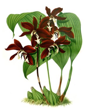 Orkide çiçek beyaz arka plan