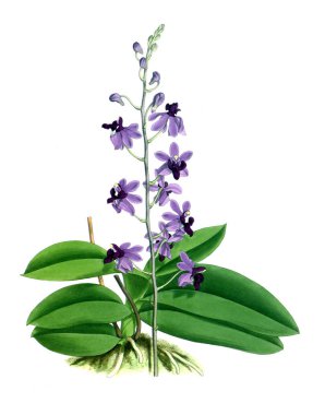 Orkide çiçek beyaz arka plan