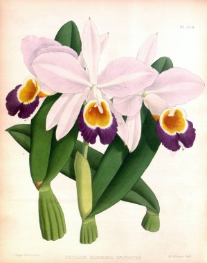 Orkide çiçek beyaz arka plan