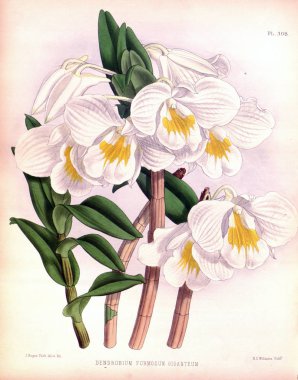 Orkide çiçek beyaz arka plan