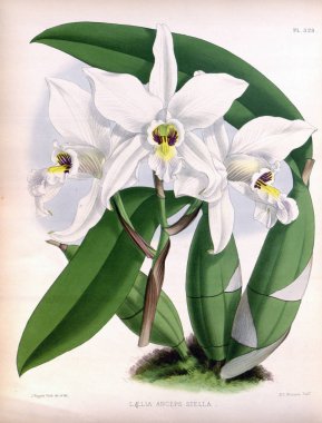 Orkide çiçek beyaz arka plan