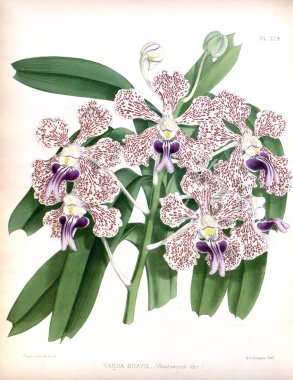 Orkide çiçek beyaz arka plan