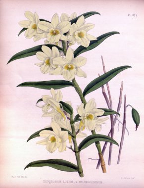 Orkide çiçek beyaz arka plan