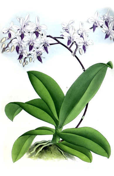 Orkide çiçek beyaz arka plan