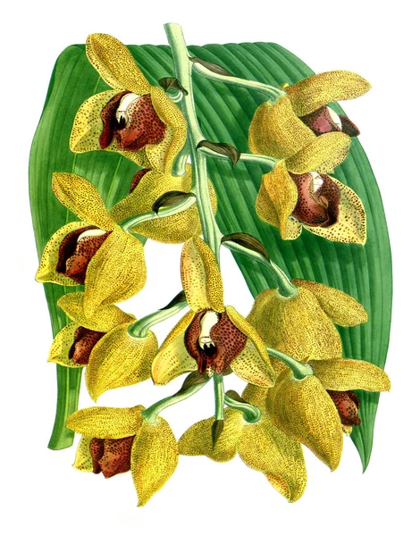 Orkide çiçek beyaz arka plan