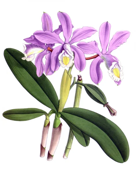 Fondo Bianco Del Fiore Del Orchid — Foto Stock