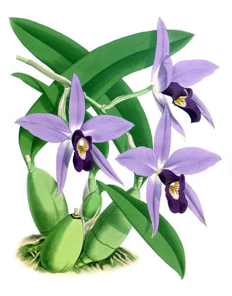 Fondo Bianco Del Fiore Del Orchid — Foto Stock