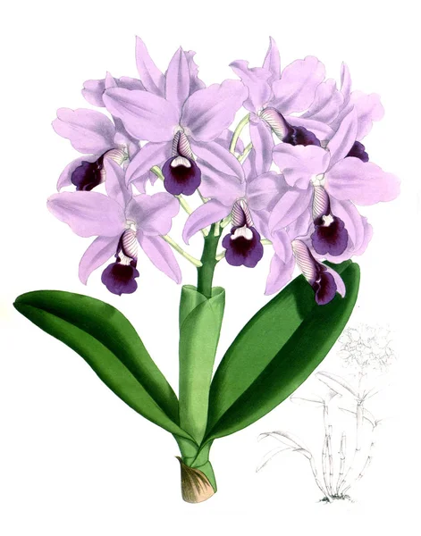 Fondo Bianco Del Fiore Del Orchid — Foto Stock