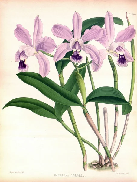 Fondo Bianco Del Fiore Del Orchid — Foto Stock