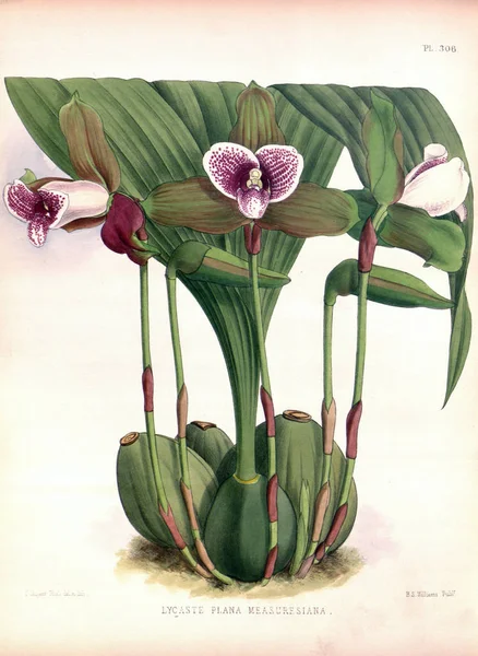 Orkideen Blomst Hvit Bakgrunn – stockfoto