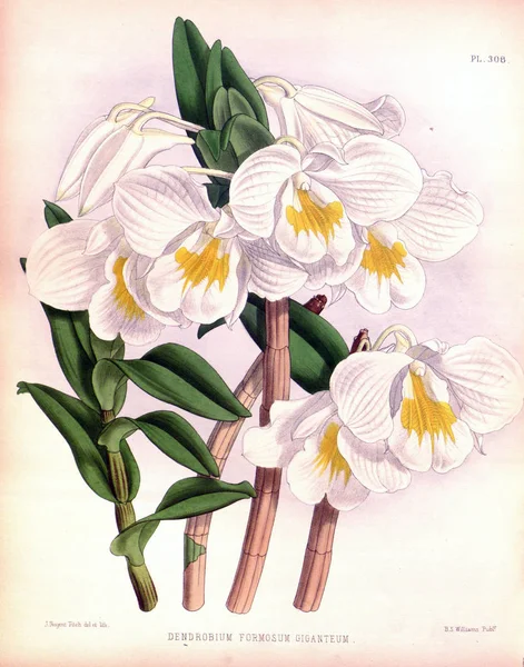 Orkide çiçek beyaz arka plan