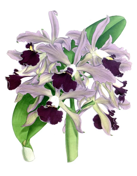 Orkide çiçek beyaz arka plan