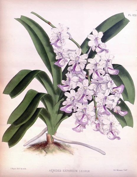 Fondo Bianco Del Fiore Del Orchid — Foto Stock