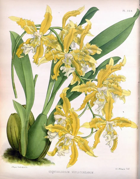 Fondo Bianco Del Fiore Del Orchid — Foto Stock