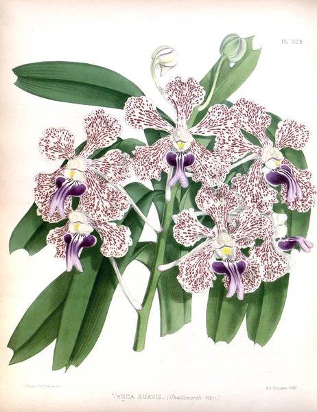 Orkide çiçek beyaz arka plan