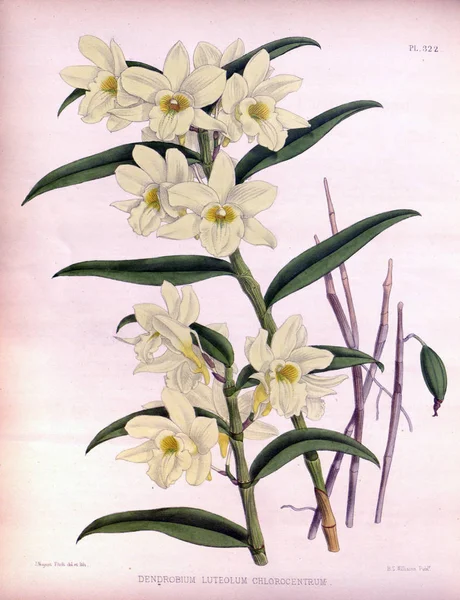 Orkide çiçek beyaz arka plan