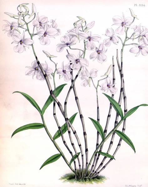 Orkide çiçek beyaz arka plan