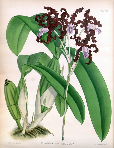 Orkide çiçek beyaz arka plan