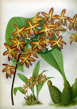 Orkide çiçek beyaz arka plan