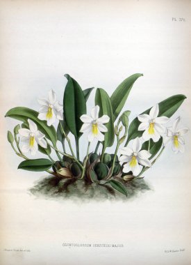 Orkide çiçek beyaz arka plan