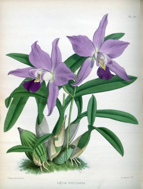 Orkide çiçek beyaz arka plan