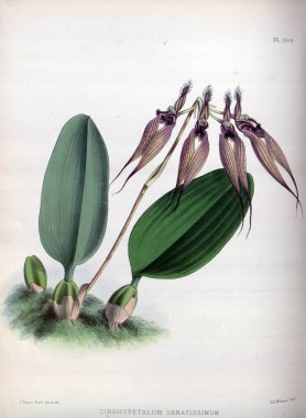 Orkide çiçek beyaz arka plan