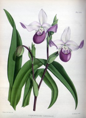 Orkide çiçek beyaz arka plan