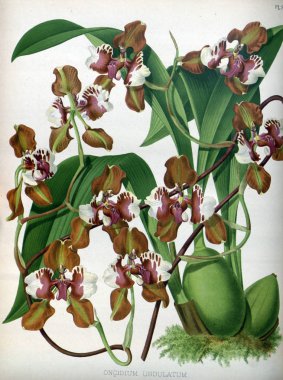 Orkide çiçek beyaz arka plan