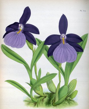 Orkide çiçek beyaz arka plan