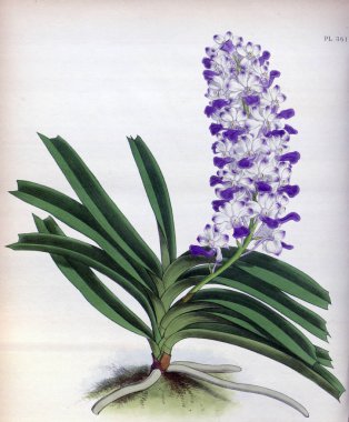 Orkide çiçek beyaz arka plan