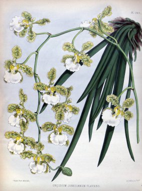 Orkide çiçek beyaz arka plan