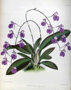 Orkide çiçek beyaz arka plan